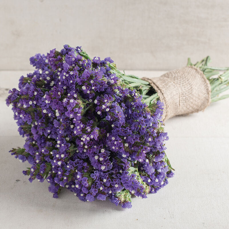 Statice-Blue