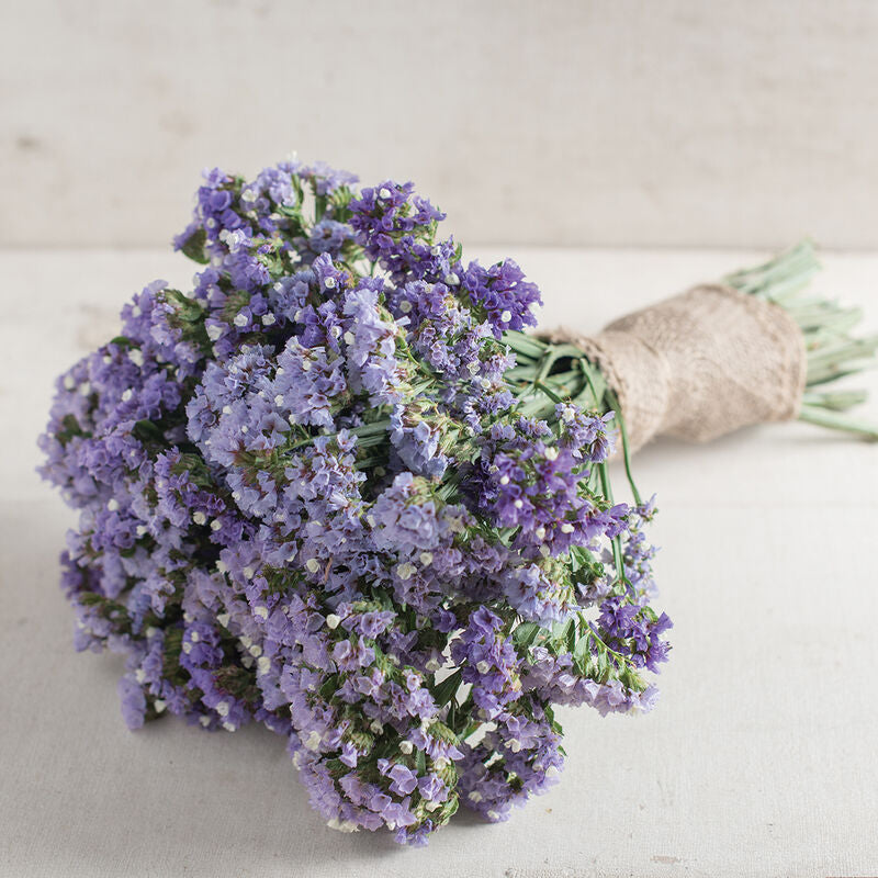 Statice-Pastel Blue