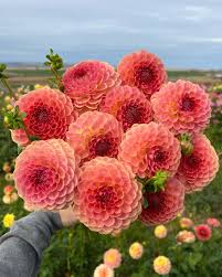 Dahlia Ball Peach/Apricot