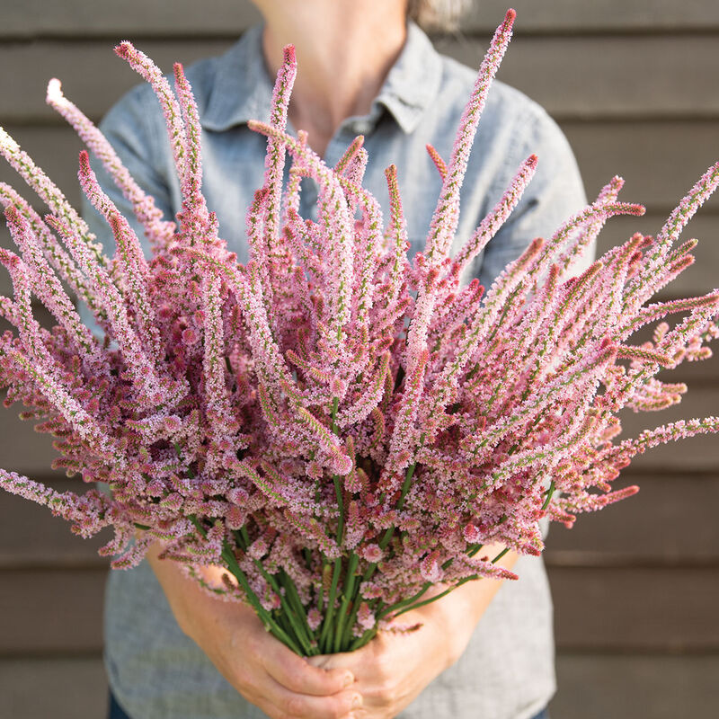 Statice-Pink Pokers