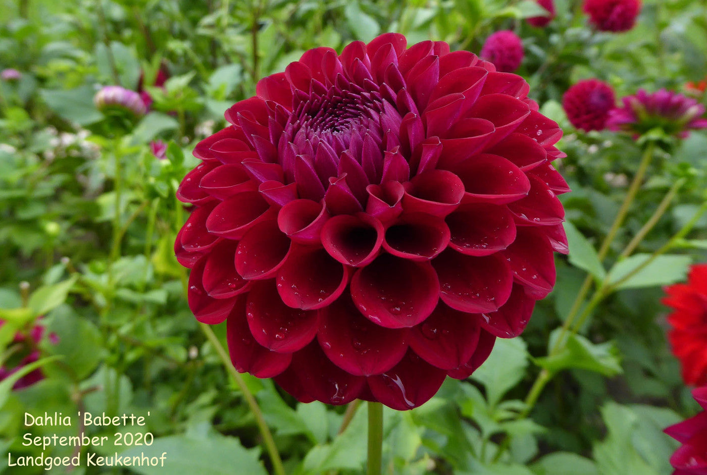 Dahlia Ball Burgundy