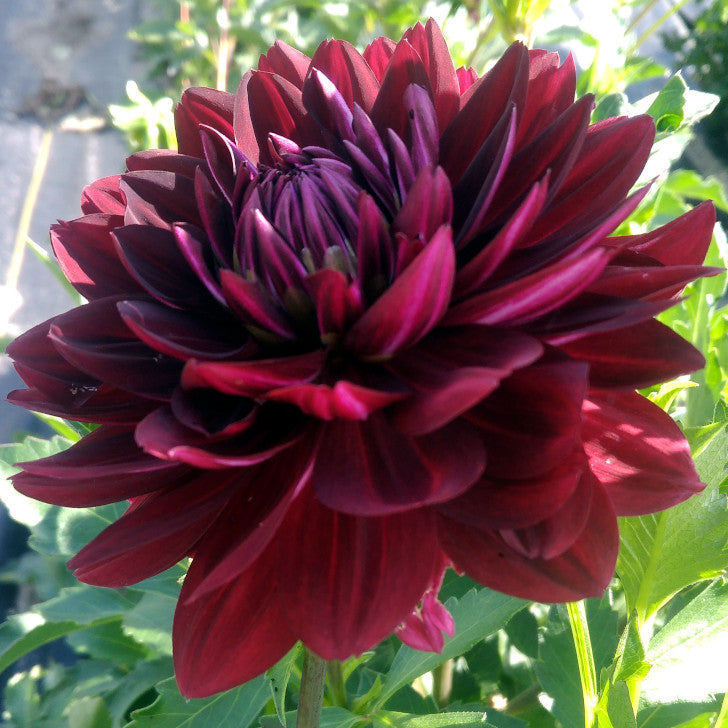 Dahlia Waterlily Burgundy