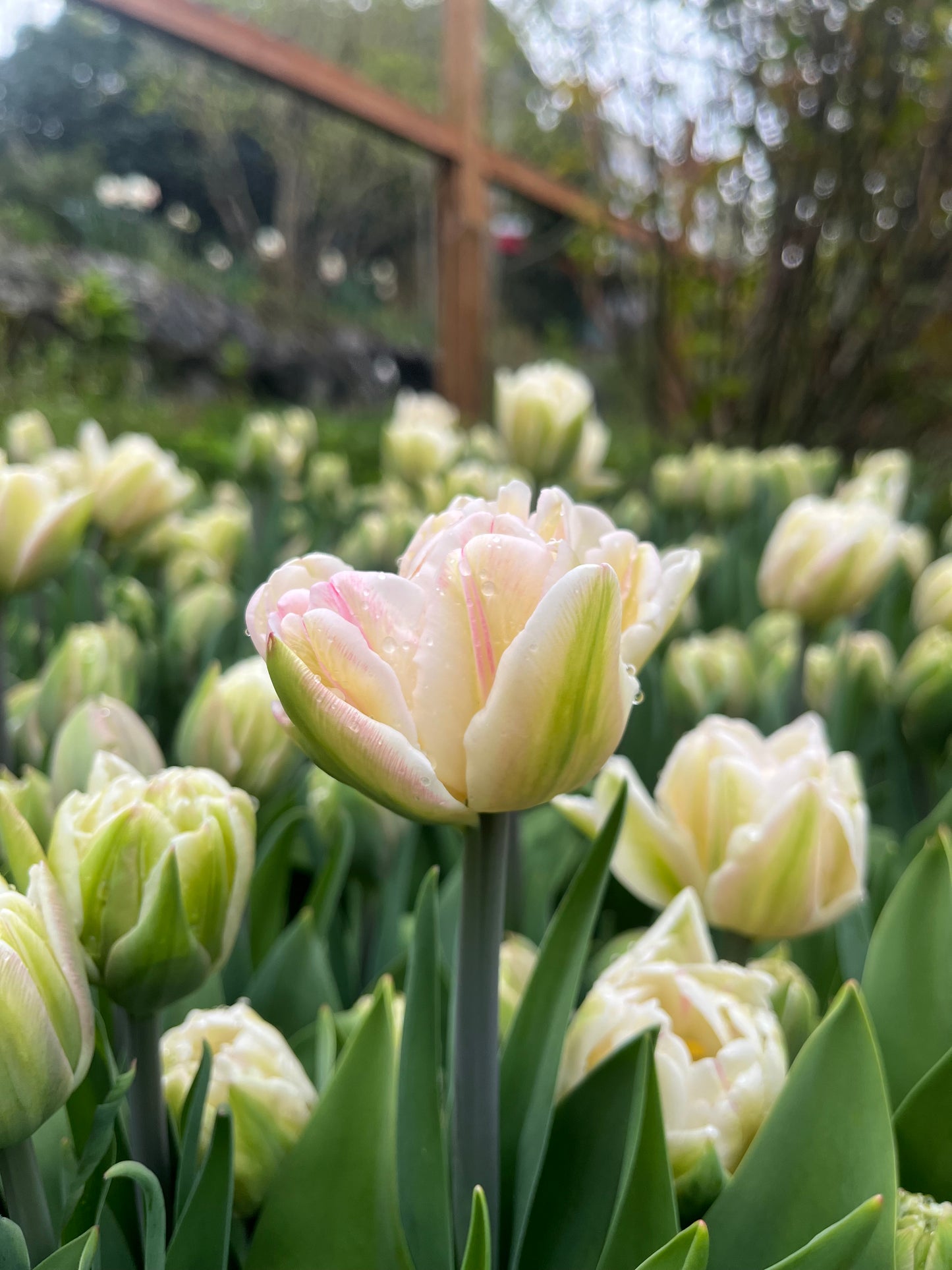 Tulip Foxtrot