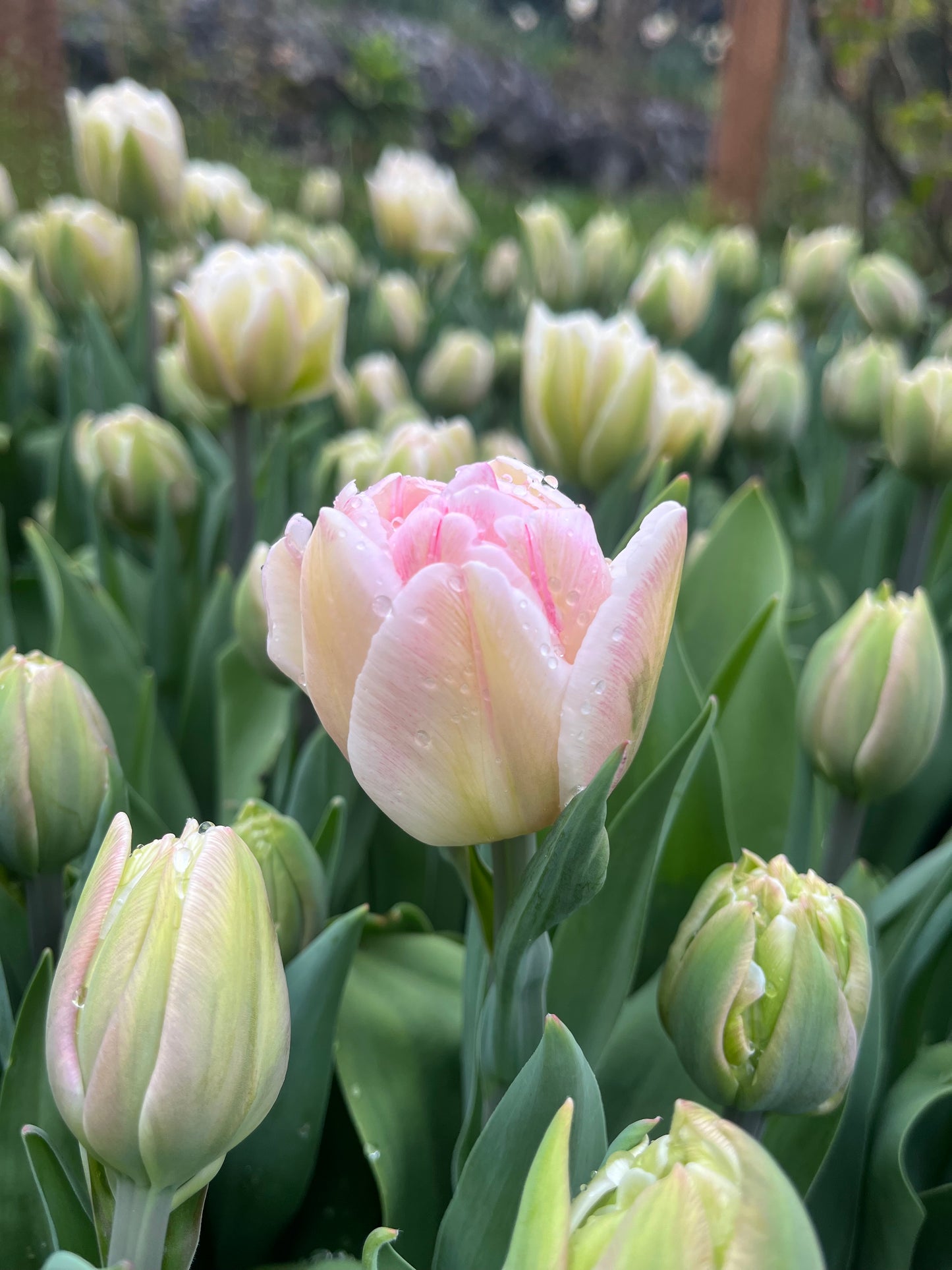 Tulip Foxtrot