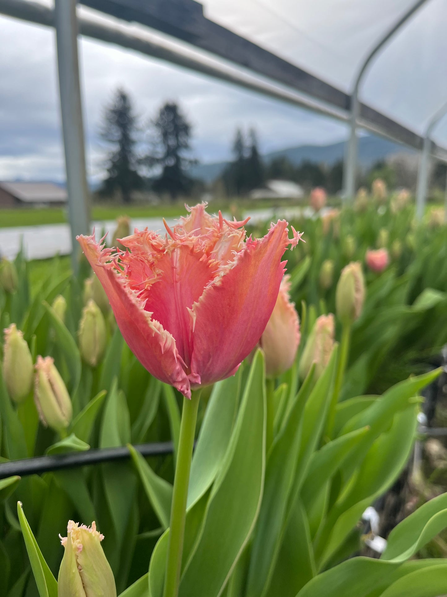 Tulip Paleis Het Loo