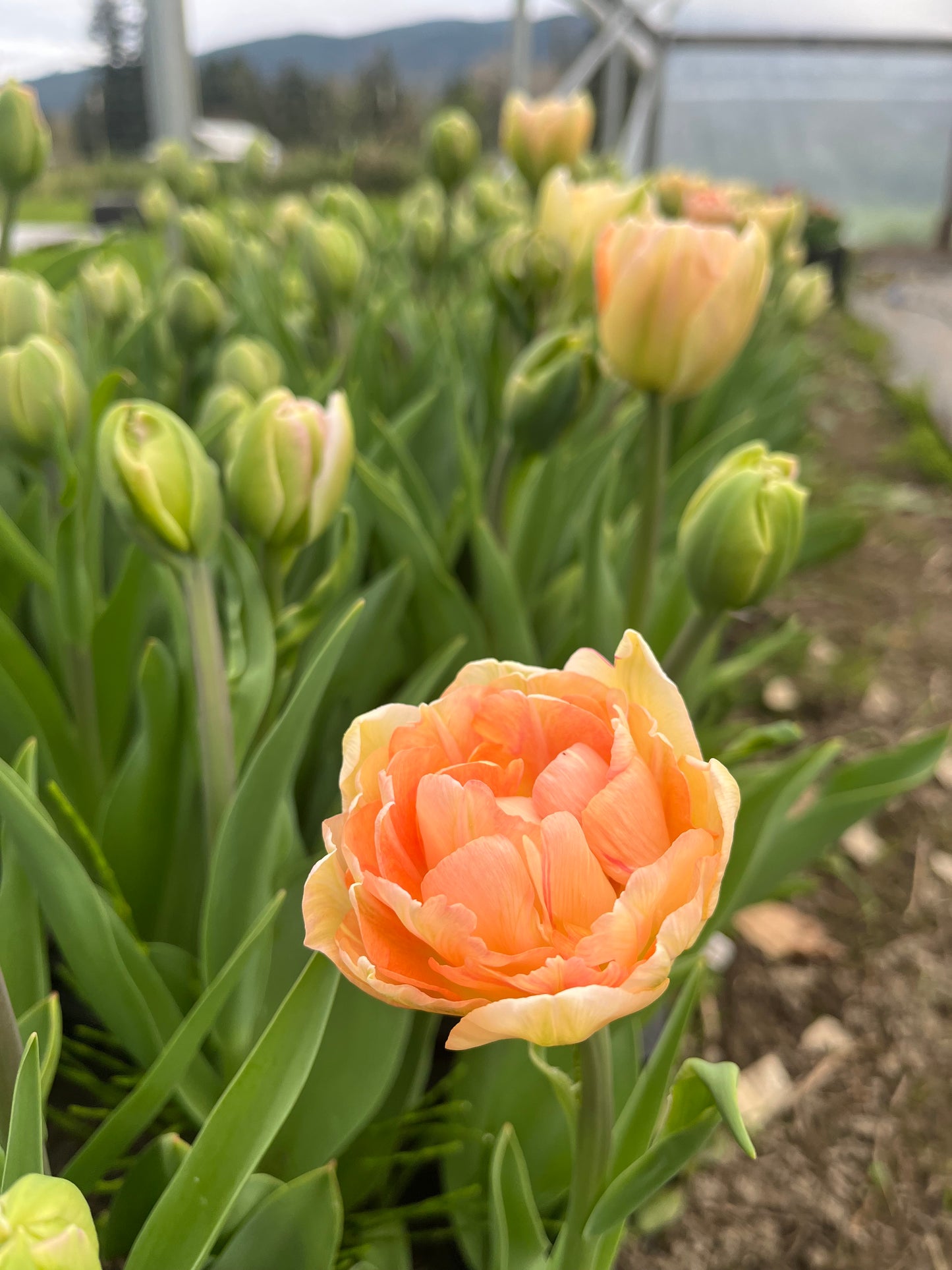 Tulip Charming Lady