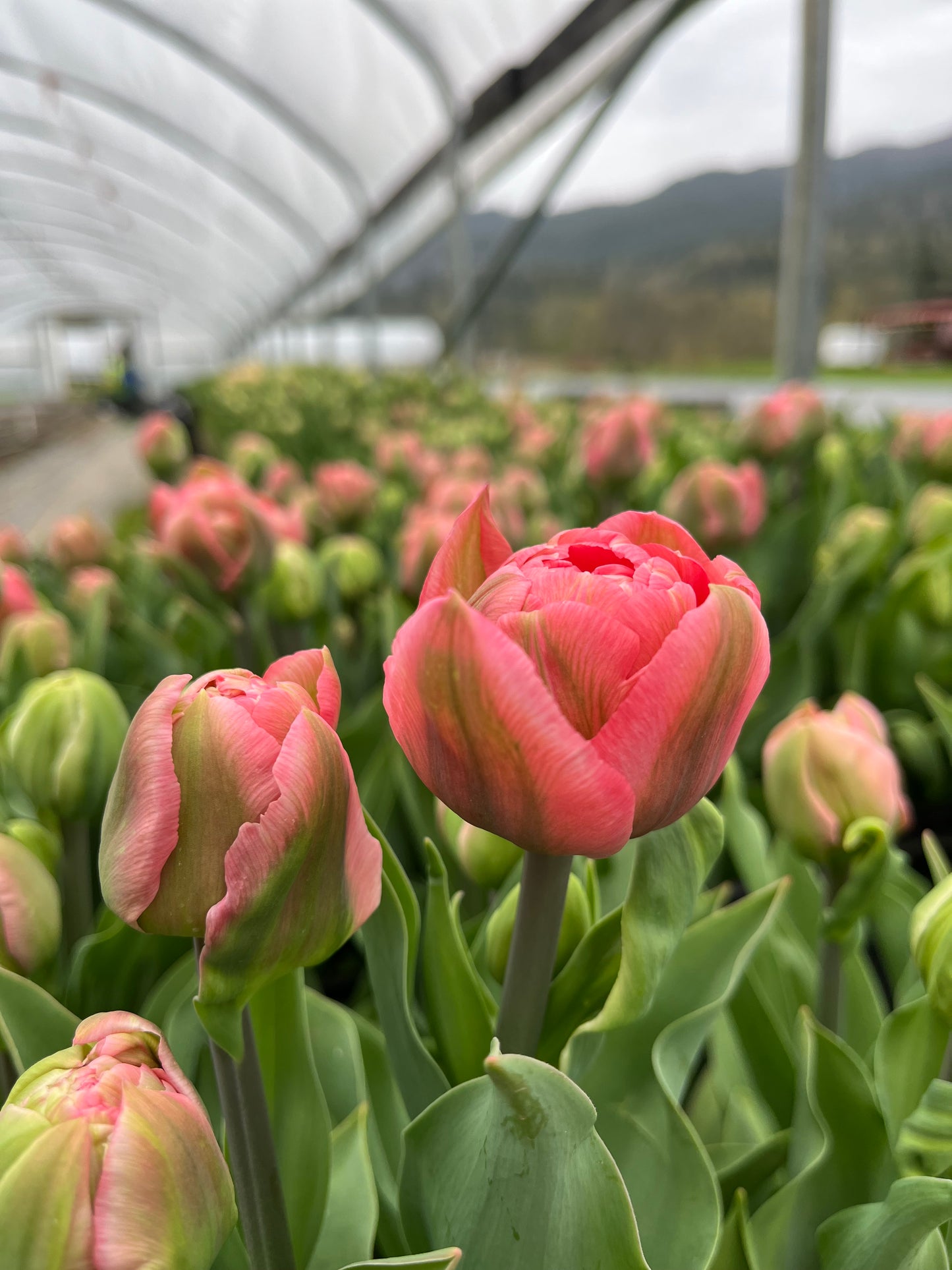 Tulip-Taiwan