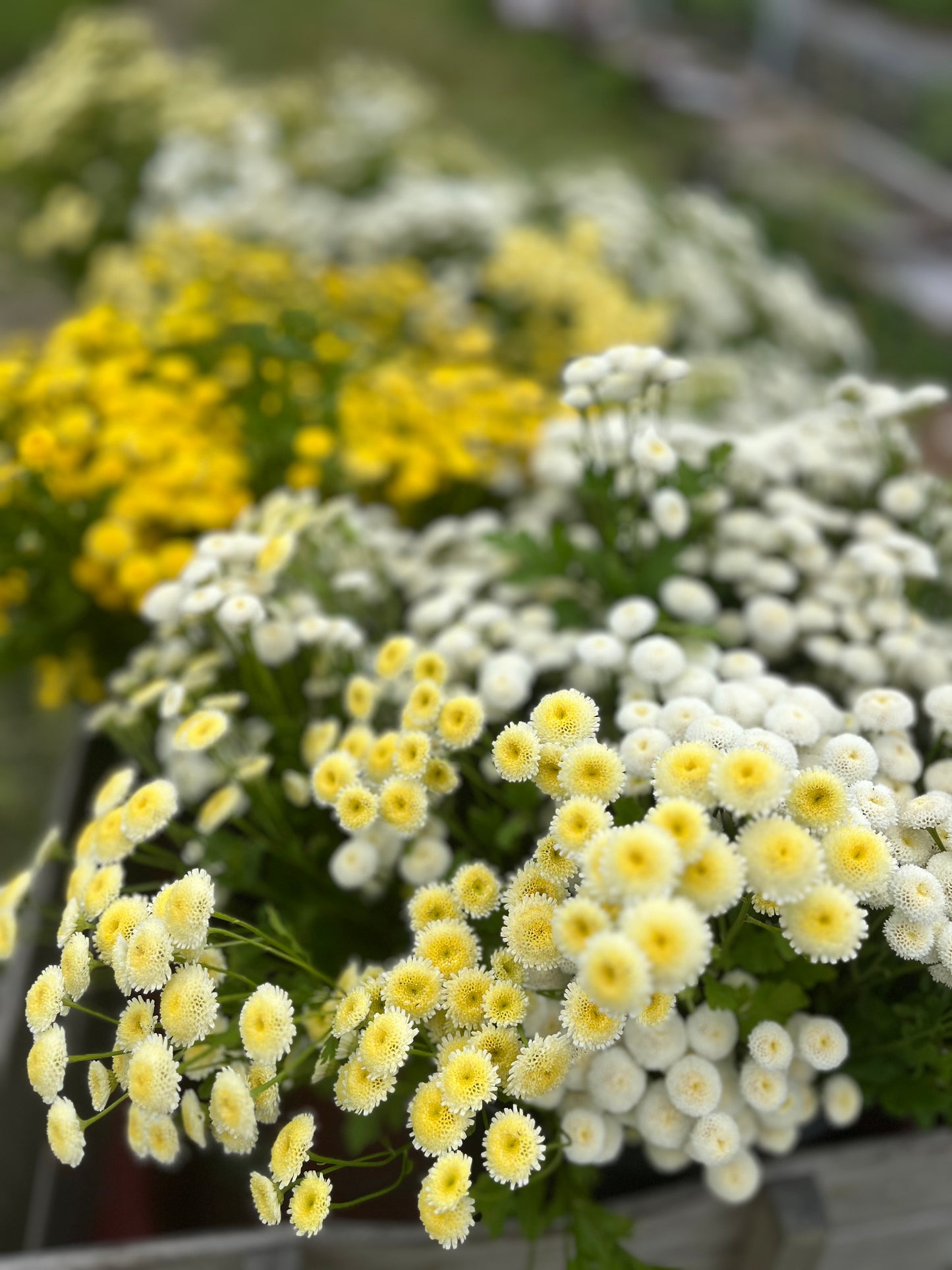 Feverfew-magic lime green