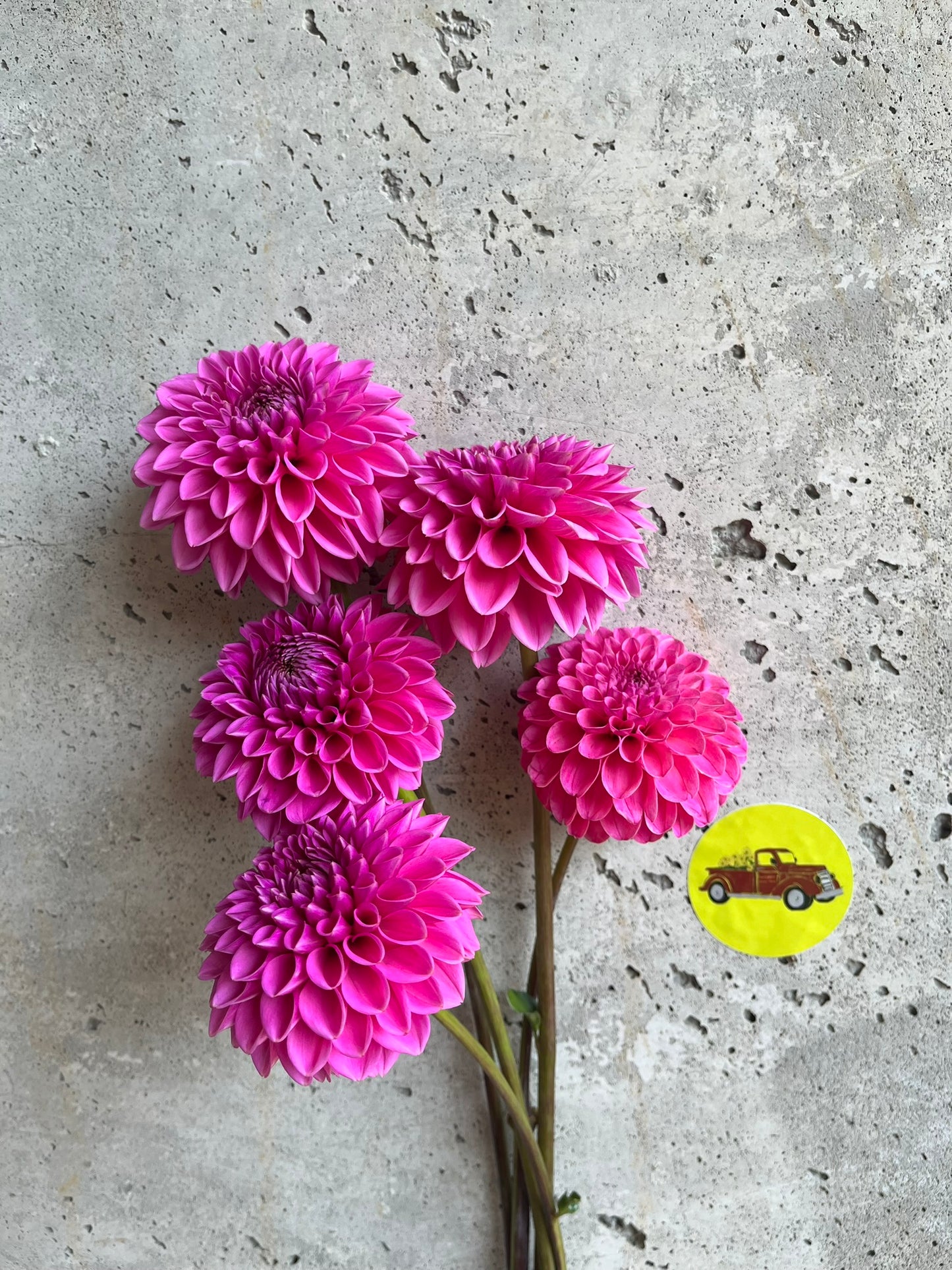 Dahlia Ball Pink