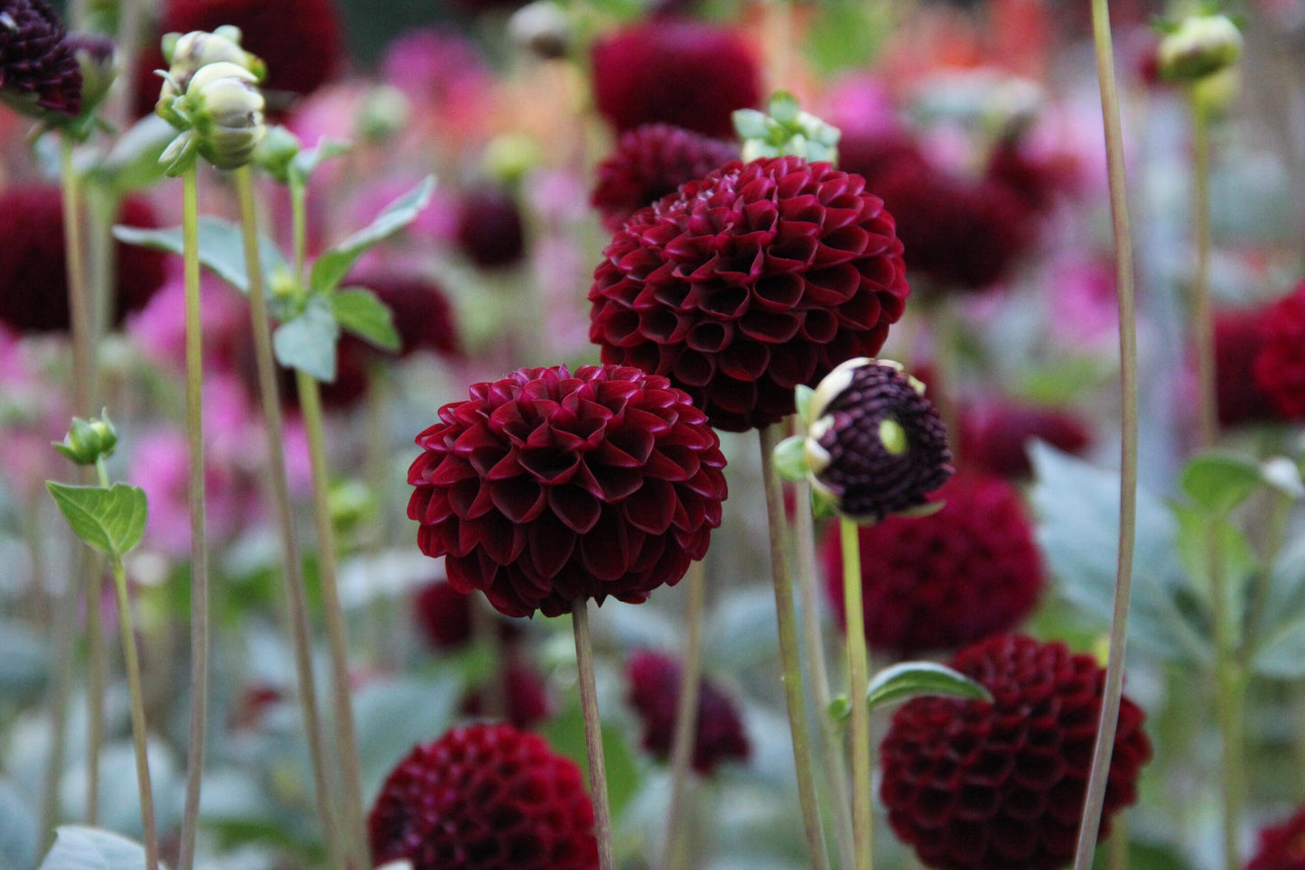 Dahlia Pompon Burgundy