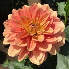 Dahlia Waterlily Orange/Peach