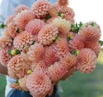 Dahlia Ball Peach/Apricot