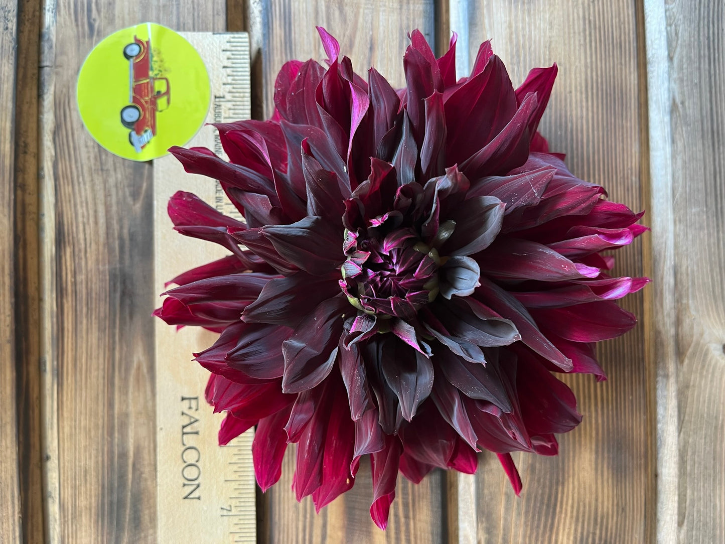 Dahlia Decorative Burgundy