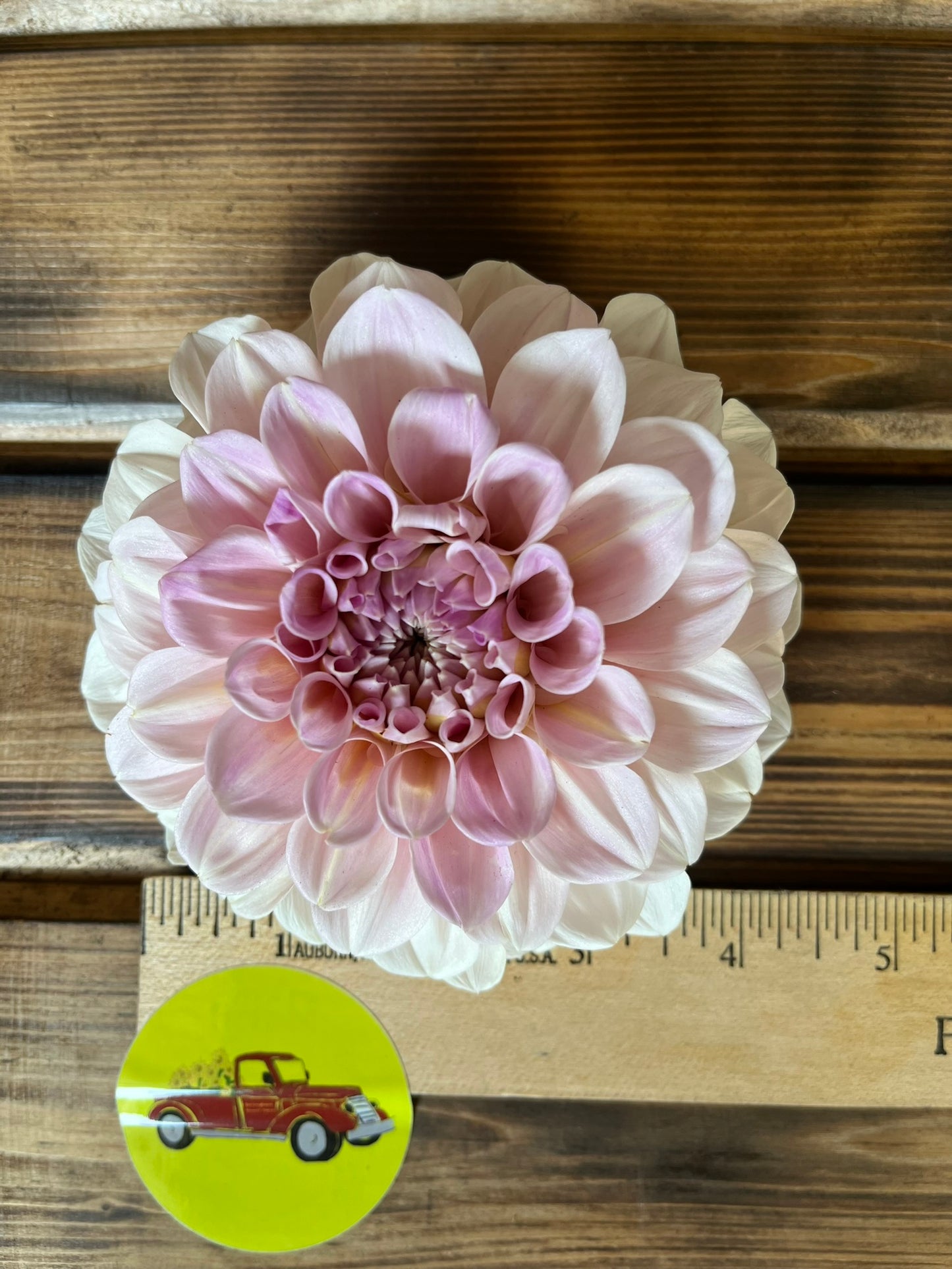 Dahlia Decorative Blush