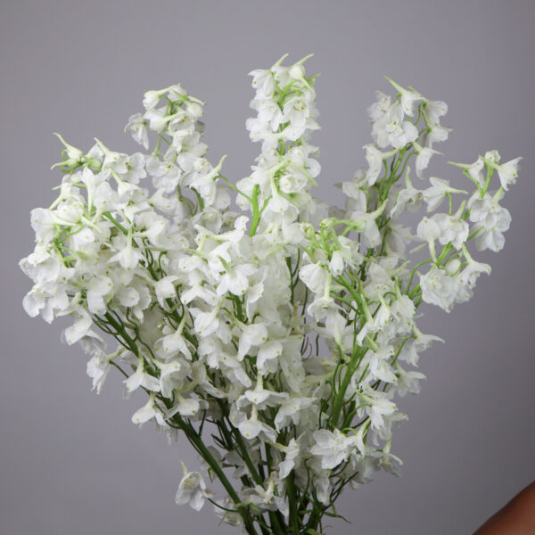 Delphinium-white