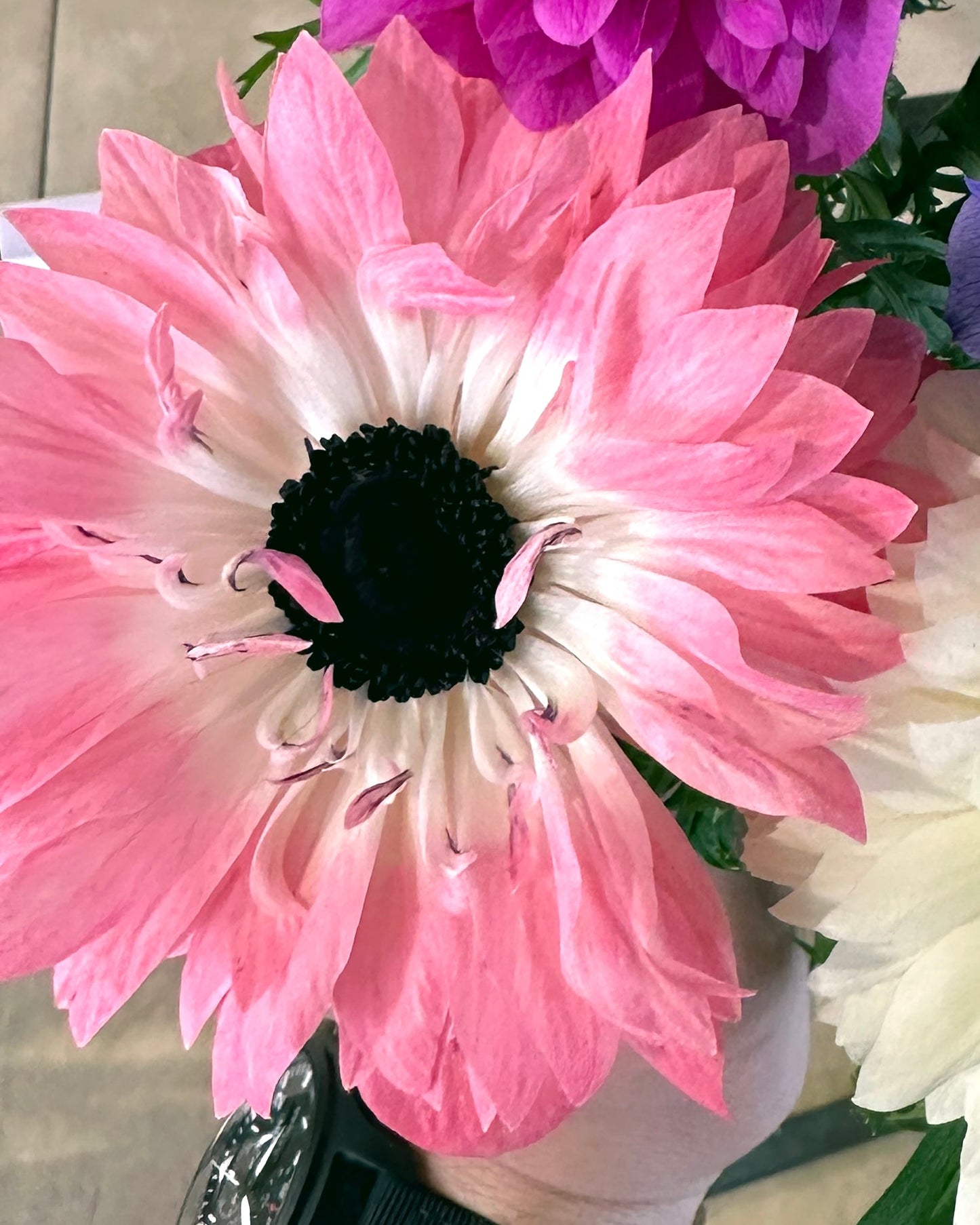 Anemone Levante Rosa