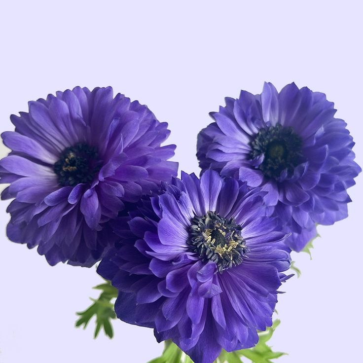 Anemone Levante Azzuro