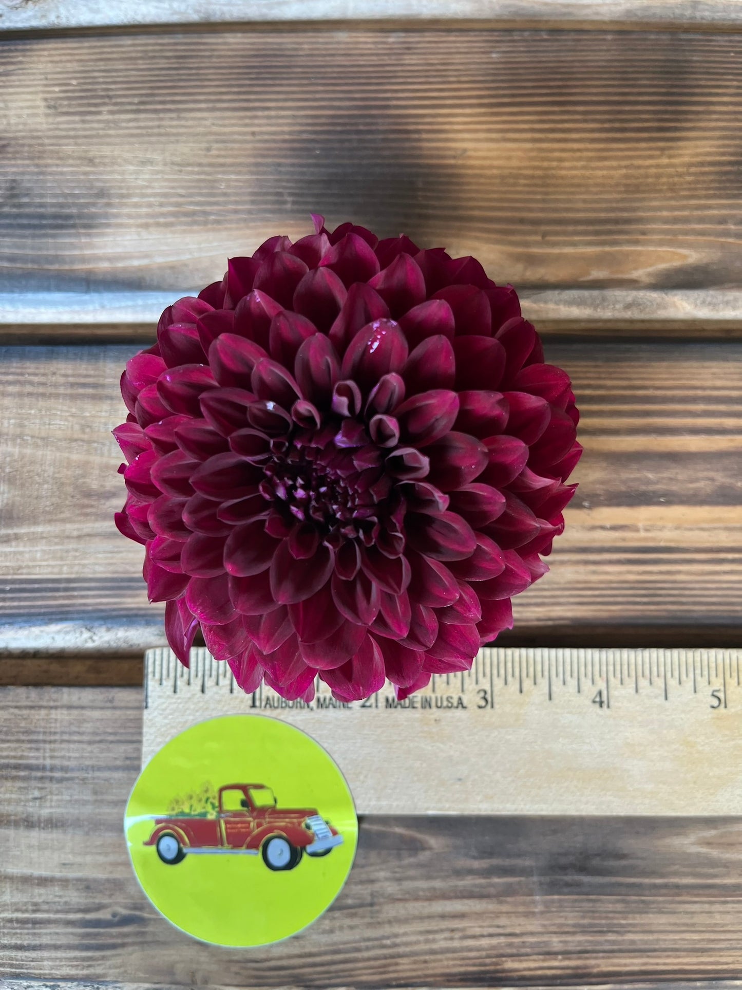 Dahlia Ball Burgundy