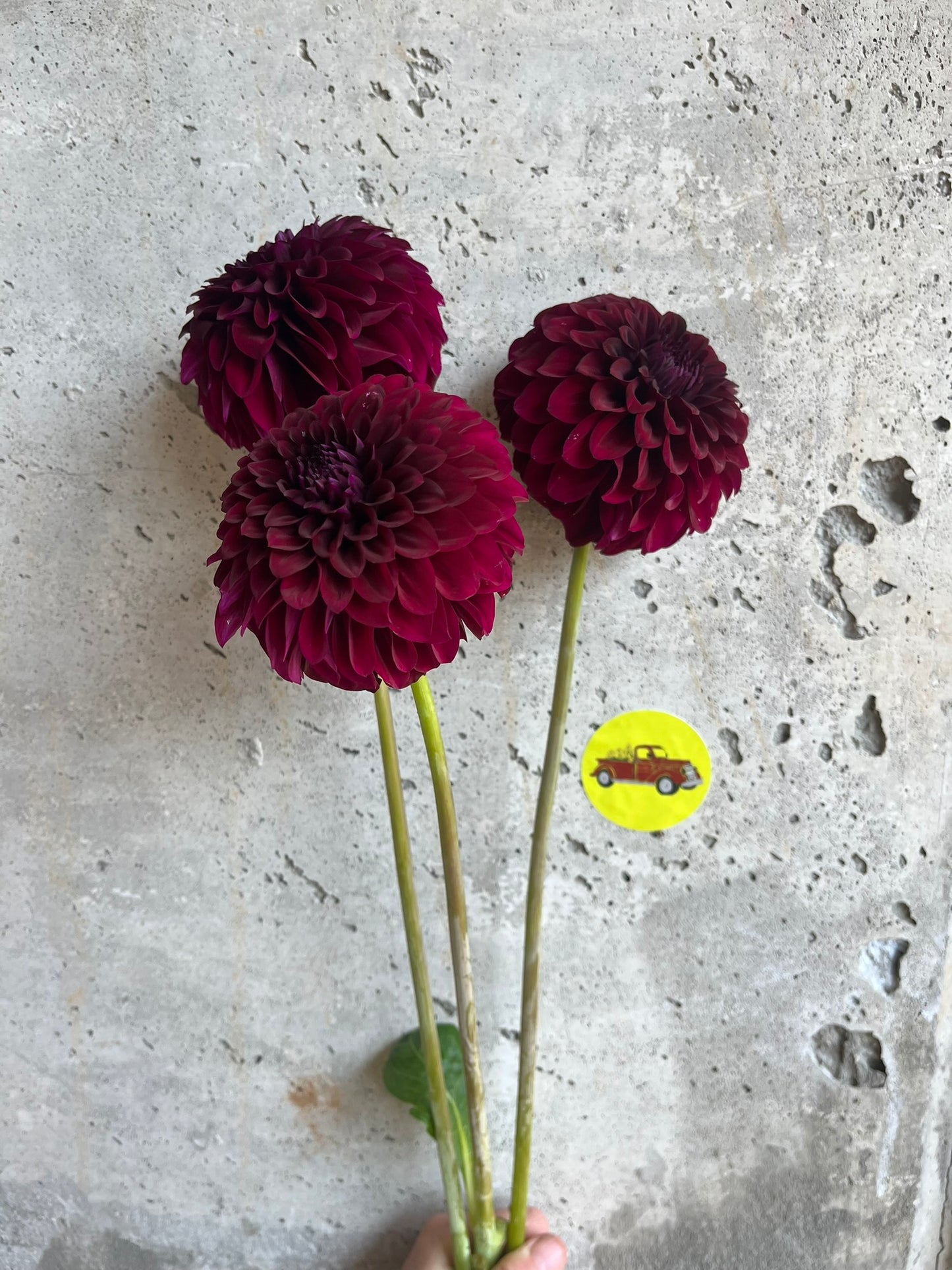 Dahlia Ball Burgundy