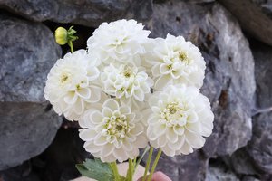 Dahlia Ball White