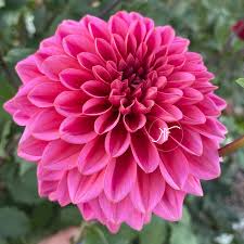 Dahlia Decorative Pink
