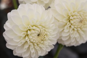 Dahlia Ball White