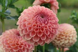 Dahlia Ball Peach/Apricot