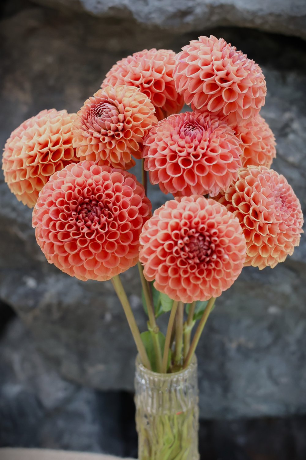 Dahlia Ball Orange