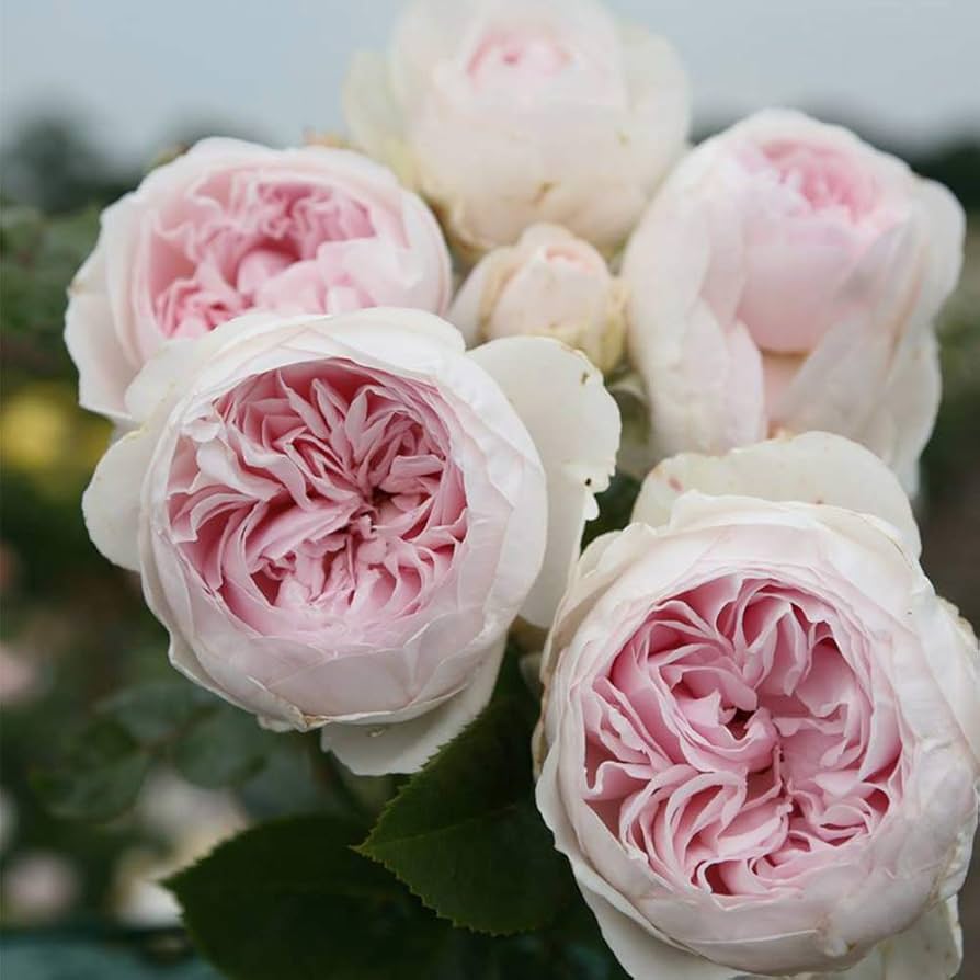 Garden Rose Francis Meiland/Earth Angel