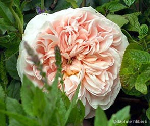 Garden Rose Evelyn