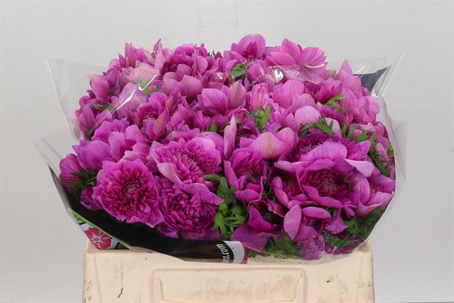 Anemone Levante Fuschia