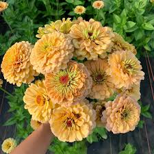 Zinnia-Golden Hour