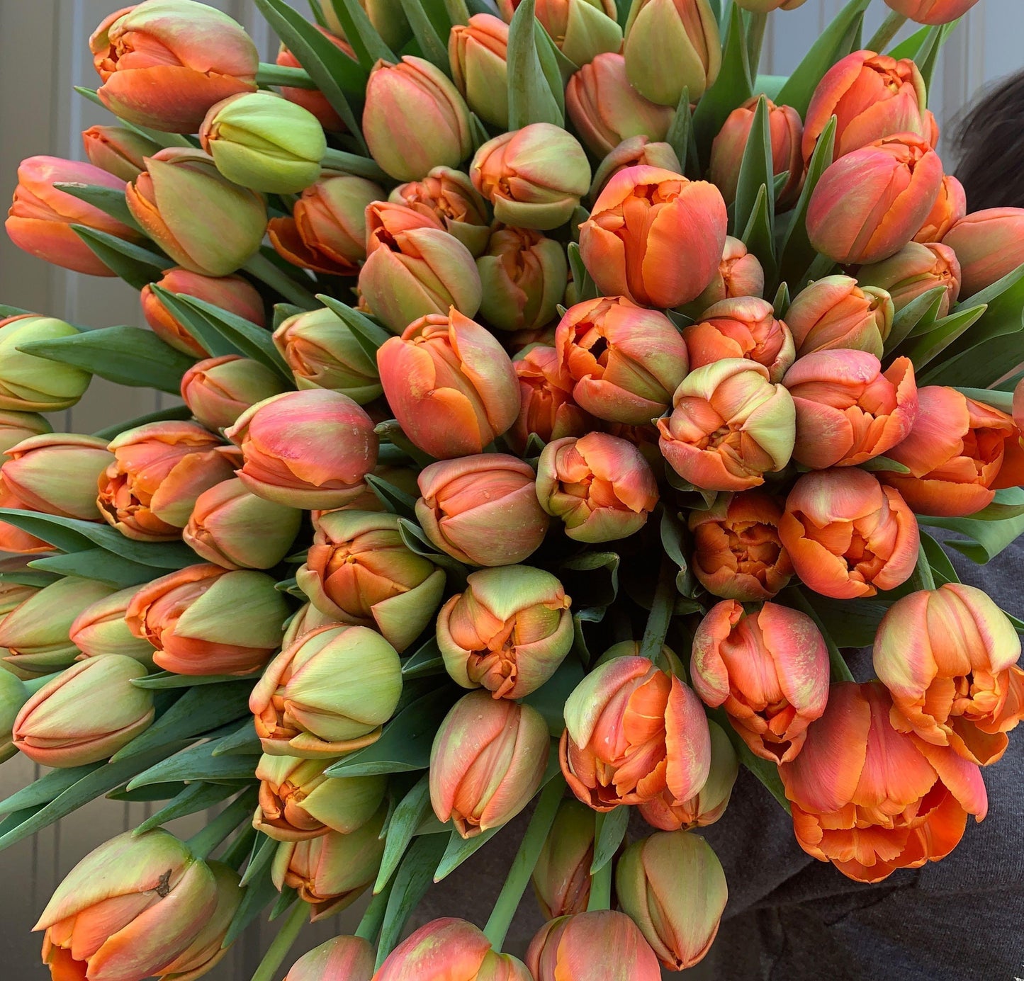 Tulip Icoon