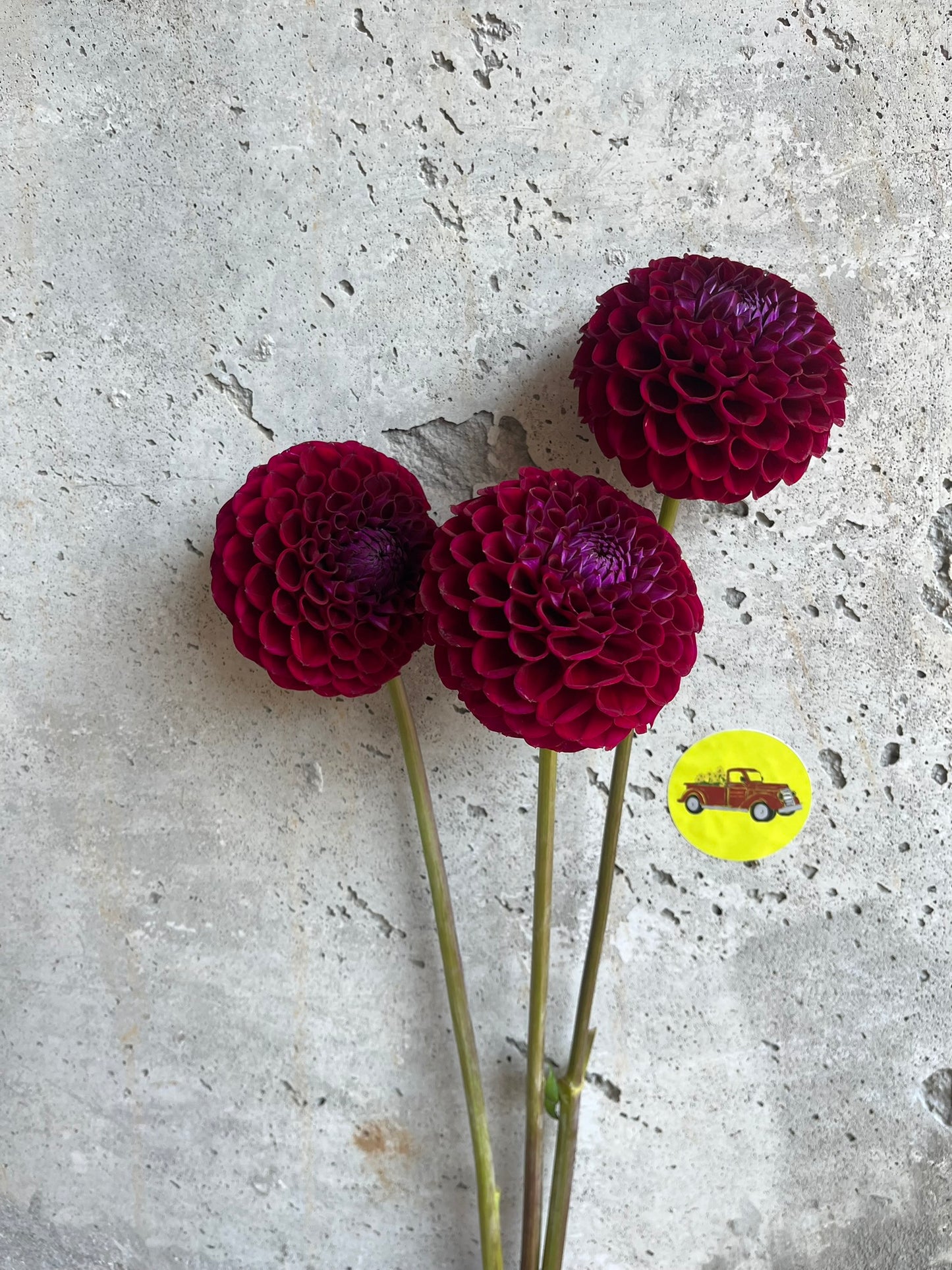 Dahlia Ball Burgundy
