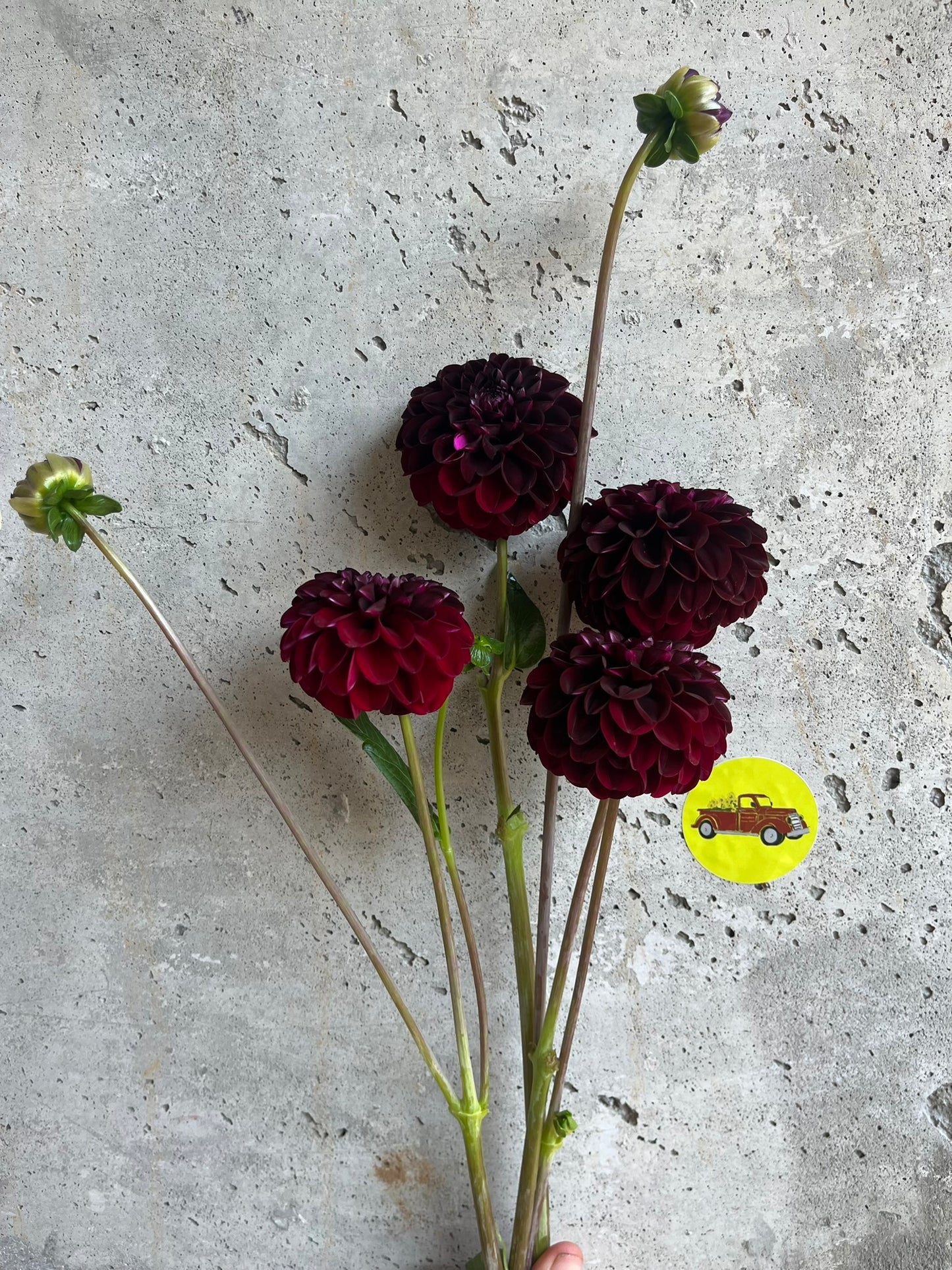 Dahlia Pompon Burgundy