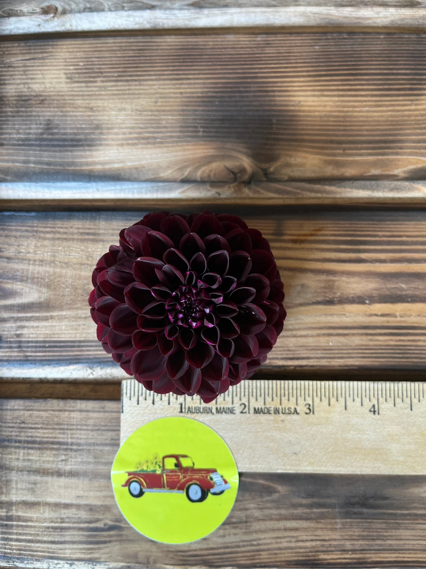 Dahlia Ball Burgundy