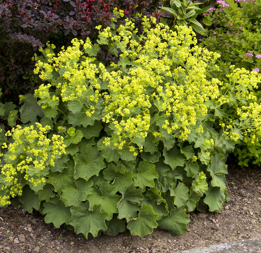 Lady's Mantle
