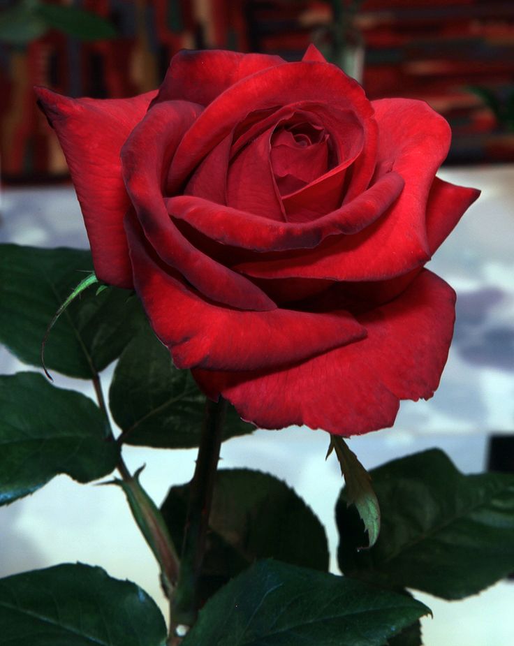 Garden Rose Let Freedom Ring