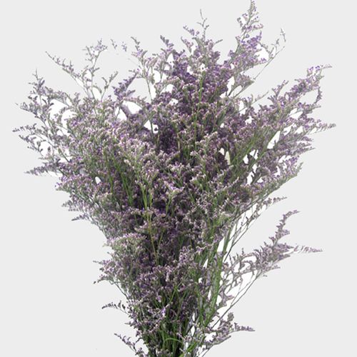 Limonium-Lavender