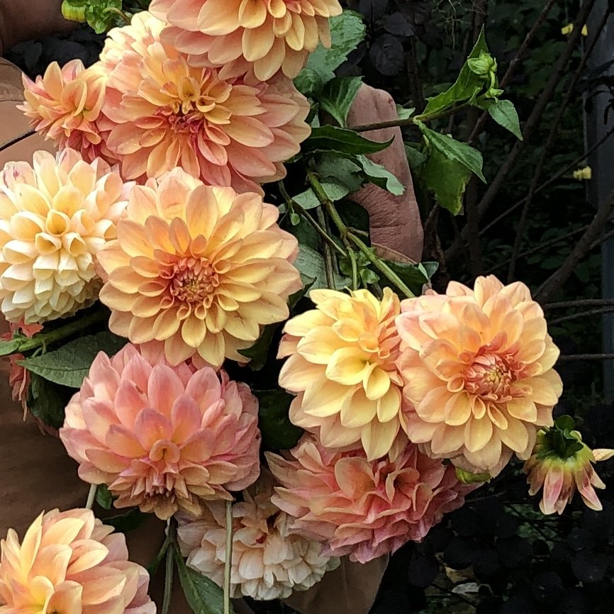 Dahlia Decorative Yellow
