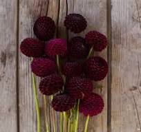 Dahlia Pompon Burgundy