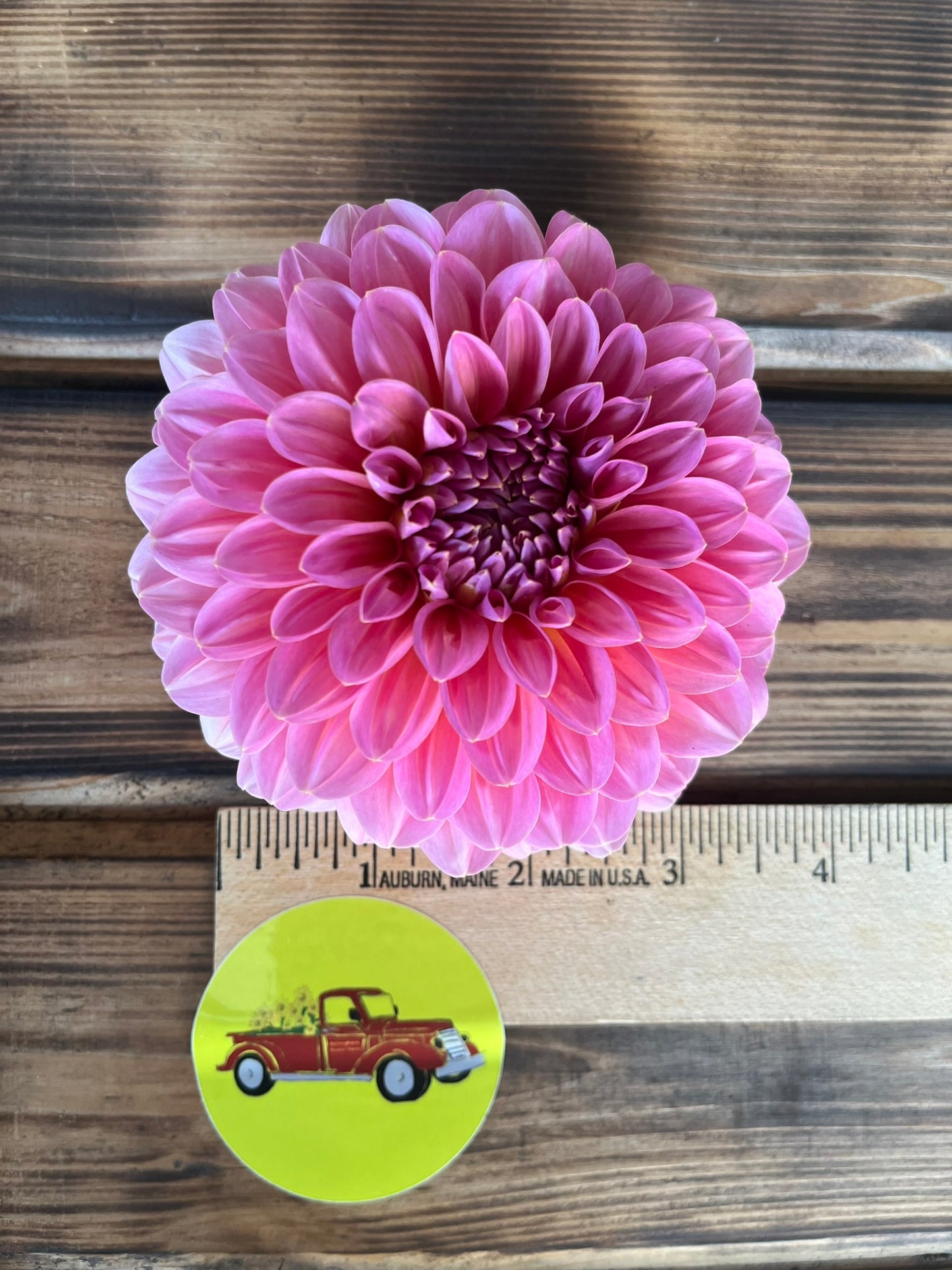 Dahlia Decorative Pink