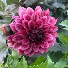 Dahlia Decorative Burgundy