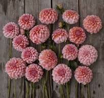 Dahlia Decorative Orange