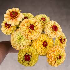 Zinnia-Queeny Lemon Peach