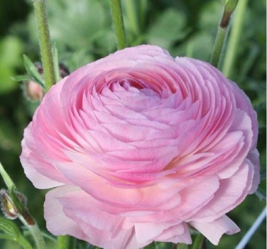 Ranunculus Elegance Rosa Chiaro