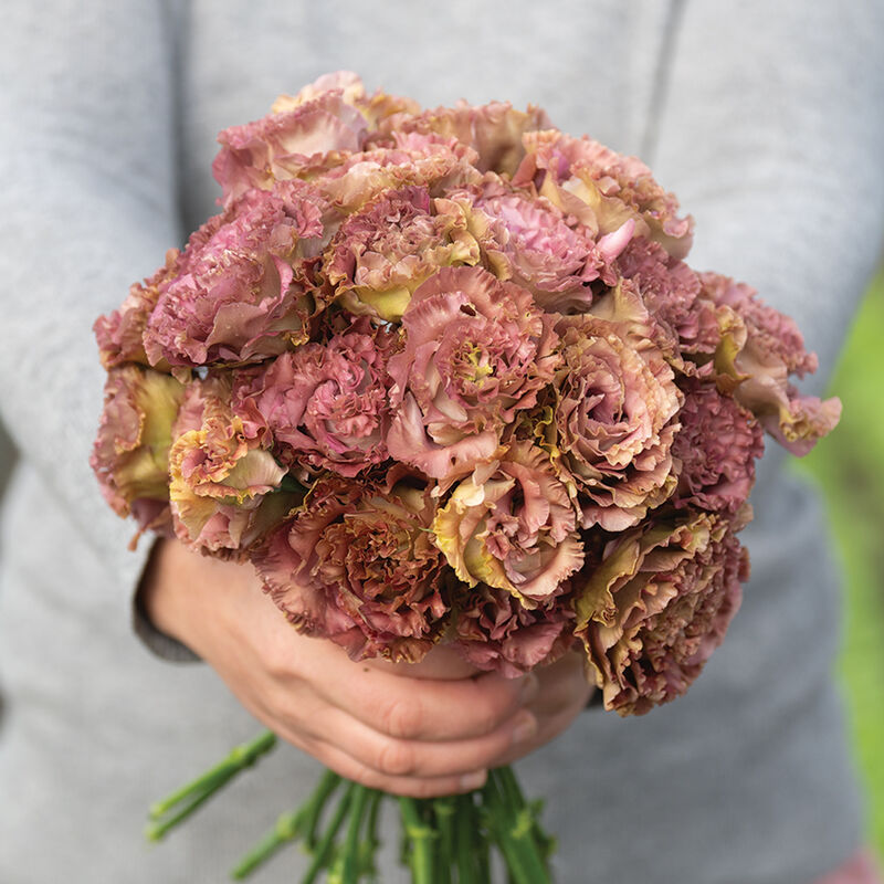 Lisianthus-Rosanne Terracotta