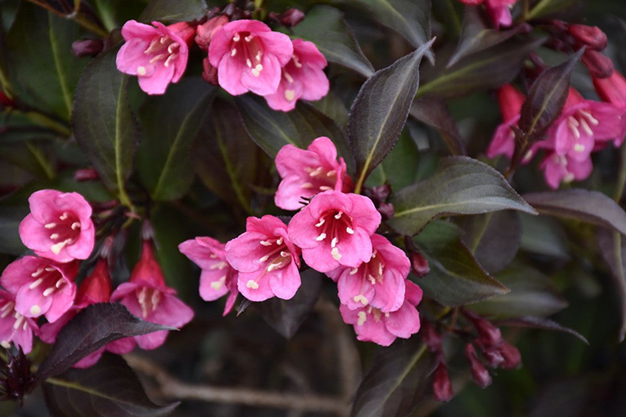 Weigela-Wine & Roses