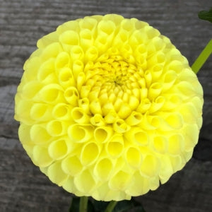 Dahlia Ball Yellow