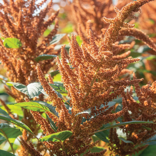 Amaranth-Hot Biscuit